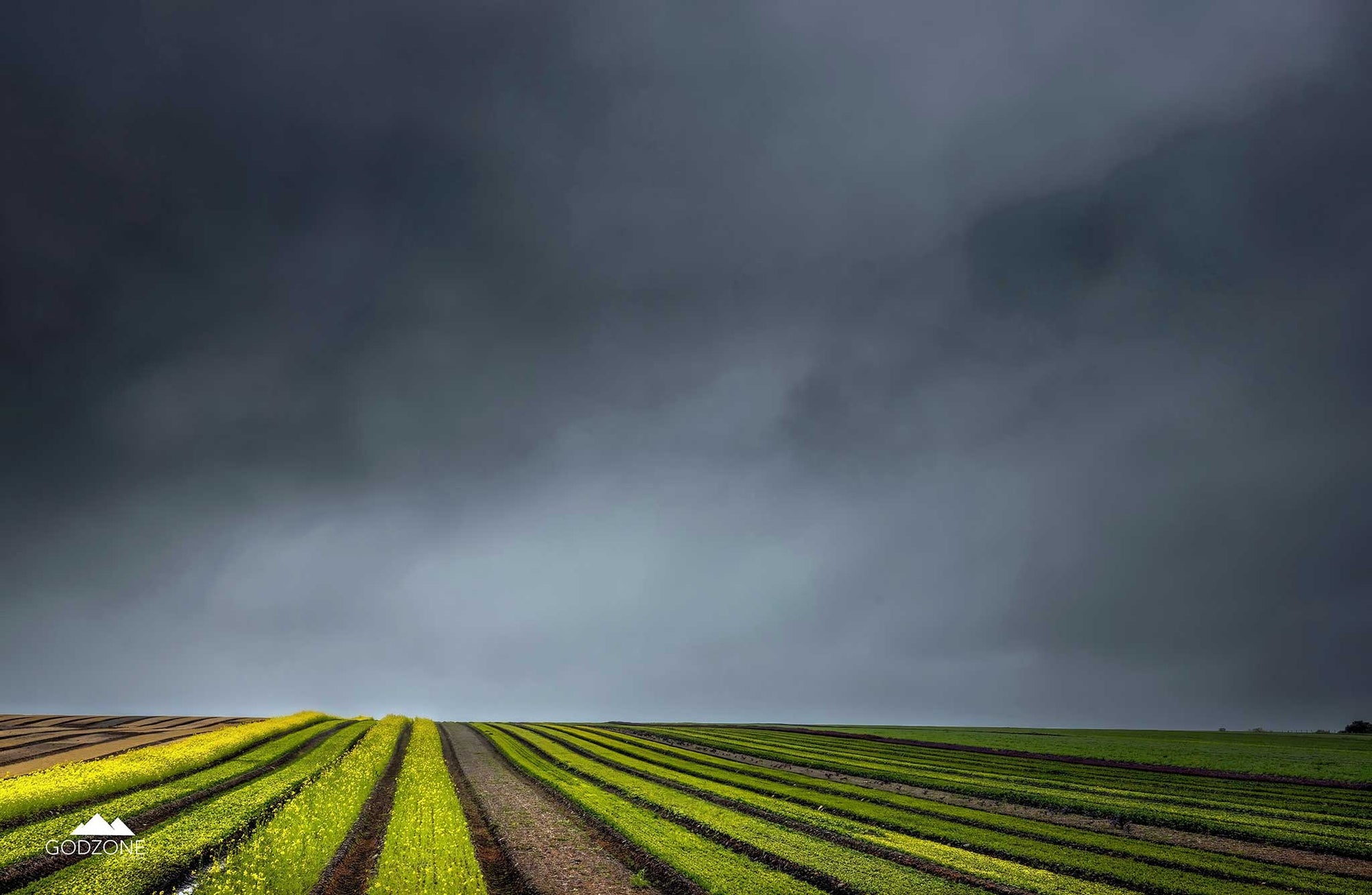 Stunning landscape photograph of brightly lit crop field rows beneath a stormy grey sky in Conway Flat. NZ interior design photography.