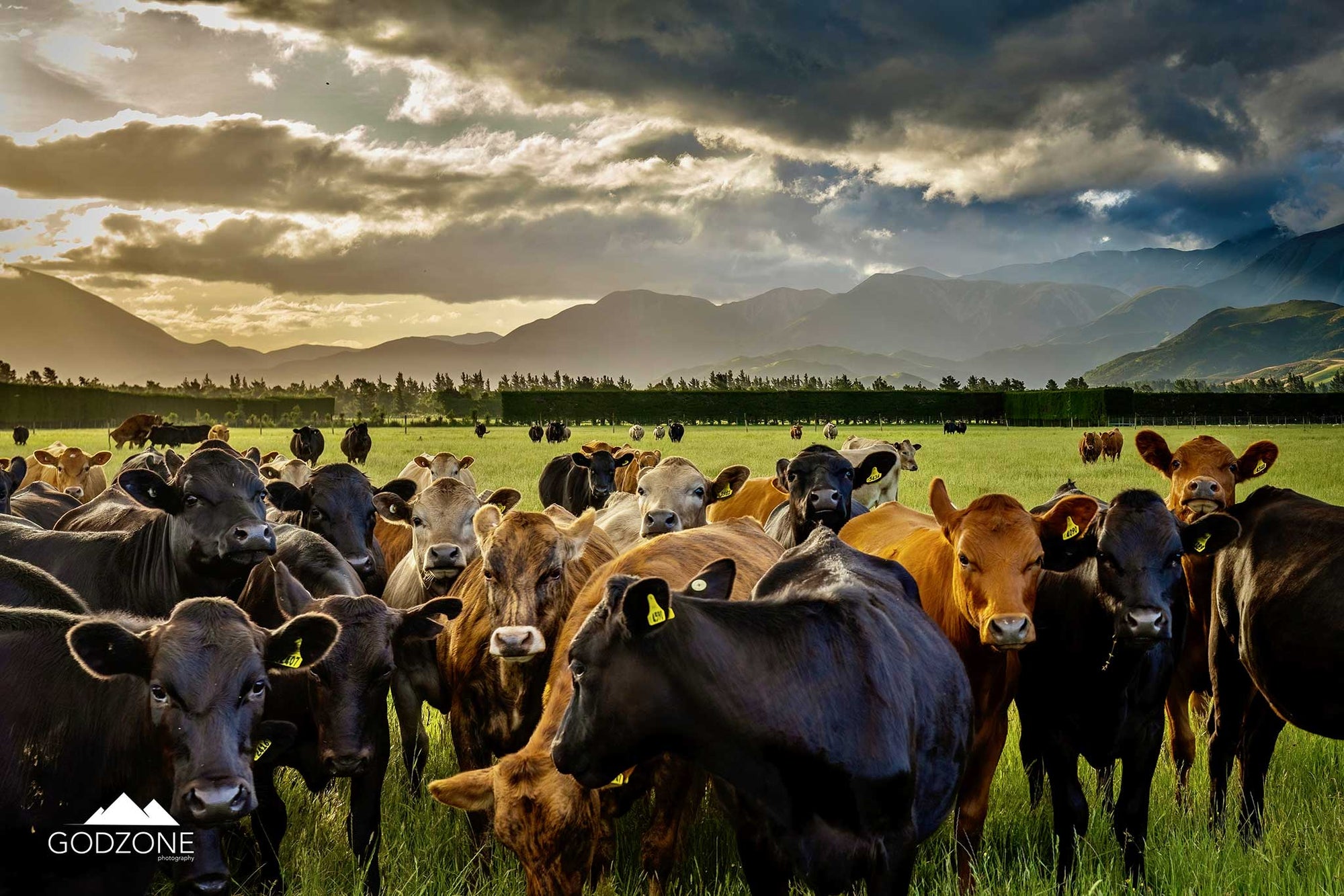 Landscape photograph of light falling on cows in a large, green field with mountains. NZ farming and agriculture artwork for sale. Canterbury farms.