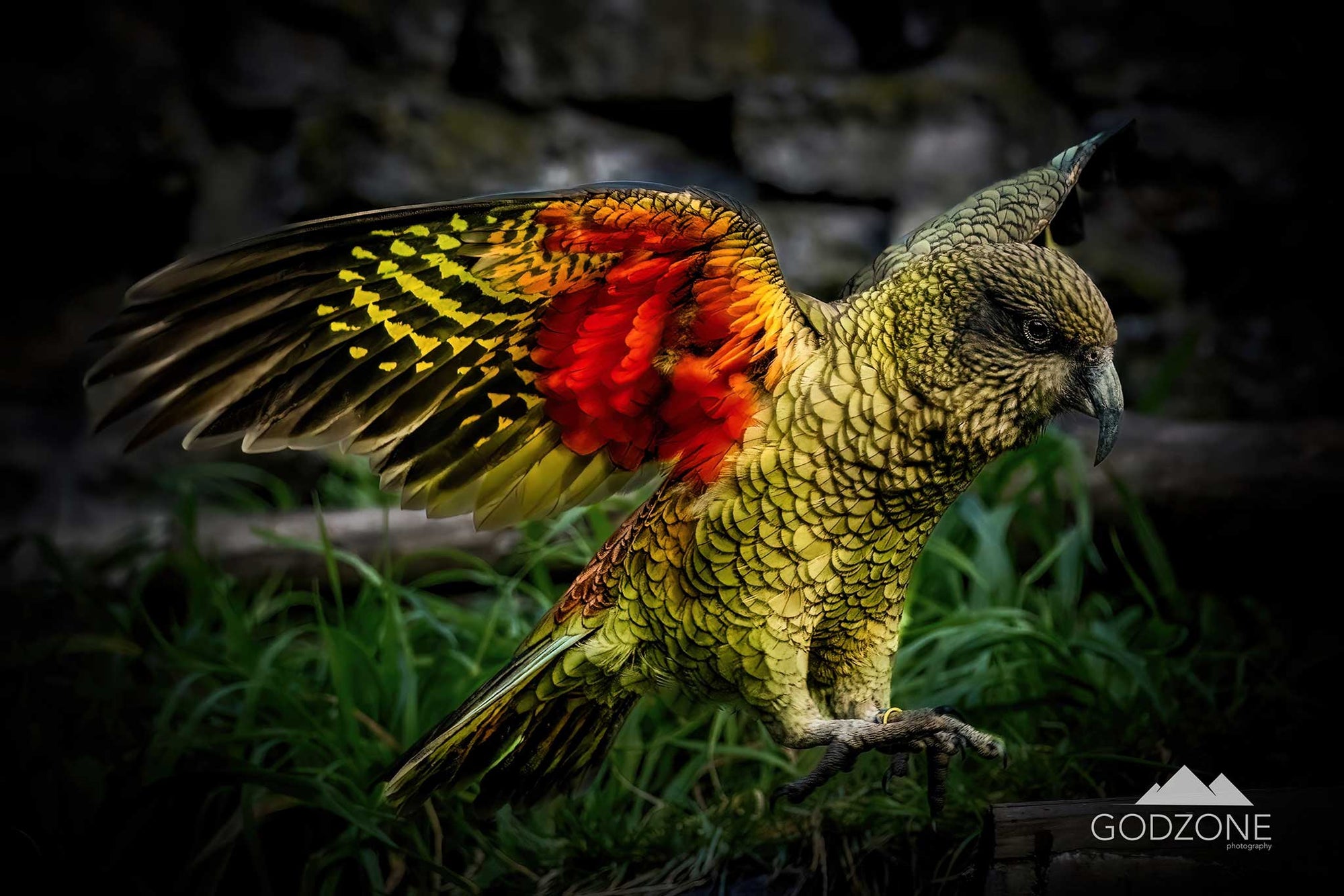 NZ nature photograph of a kea coming to land. Photo of green parrot with brilliant orange wings. NZ native bird photography for sale.