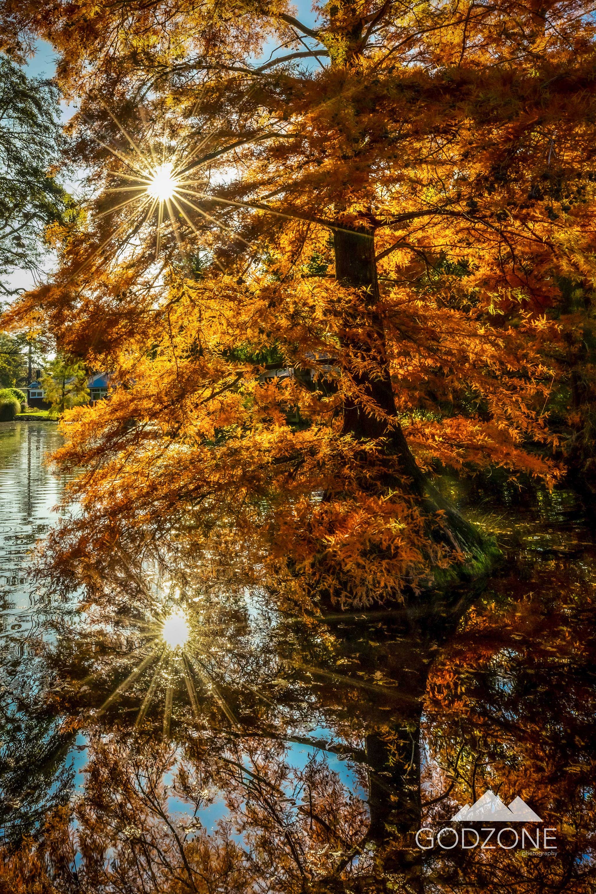 Beautiful portrait photograph of the light shining through golden Autumn trees at Christchurch City's botanic gardens, NZ.