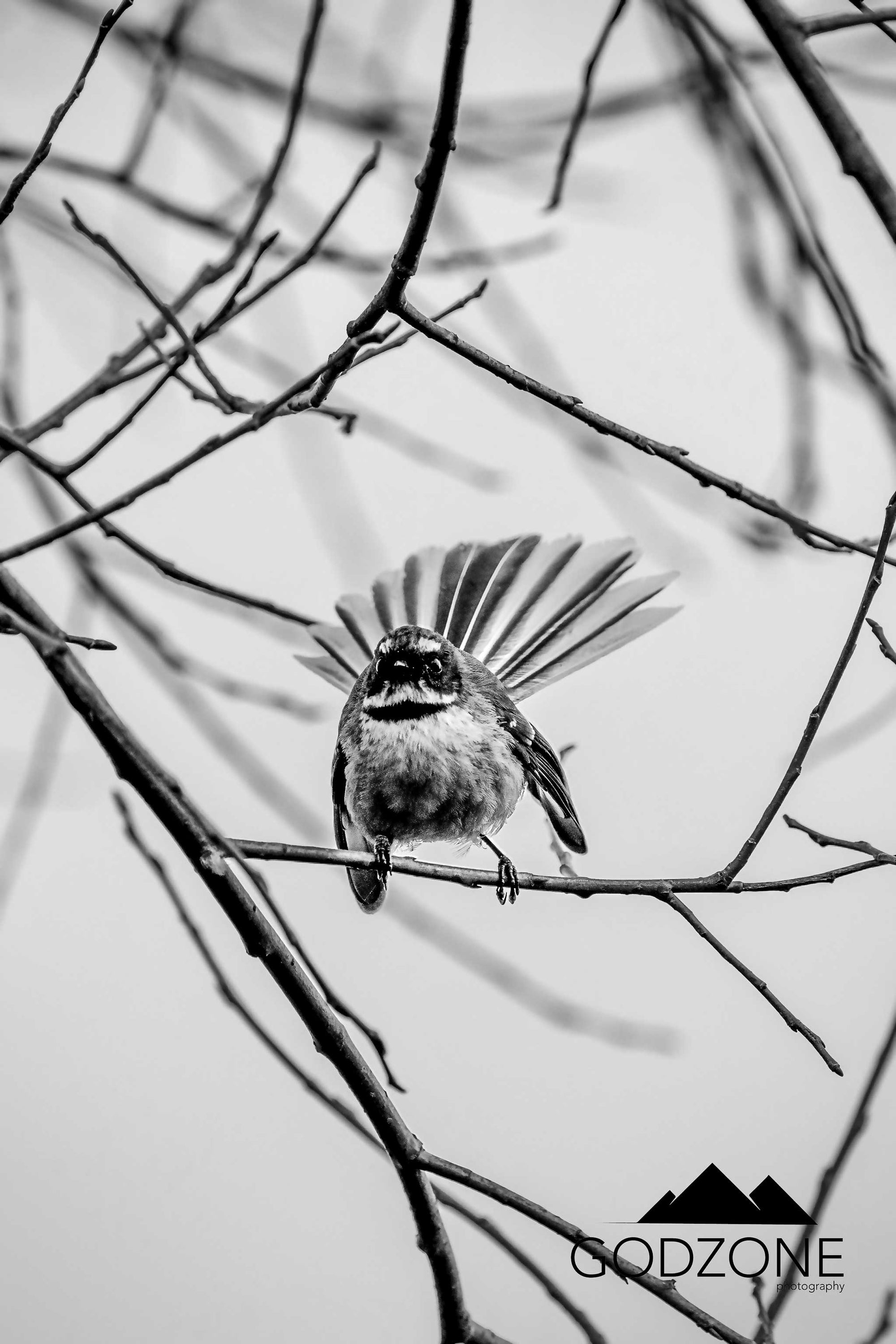 Photographic portrait of a little pīwakawaka or fantail perched on a thin branch. Black and white photo prints NZ.