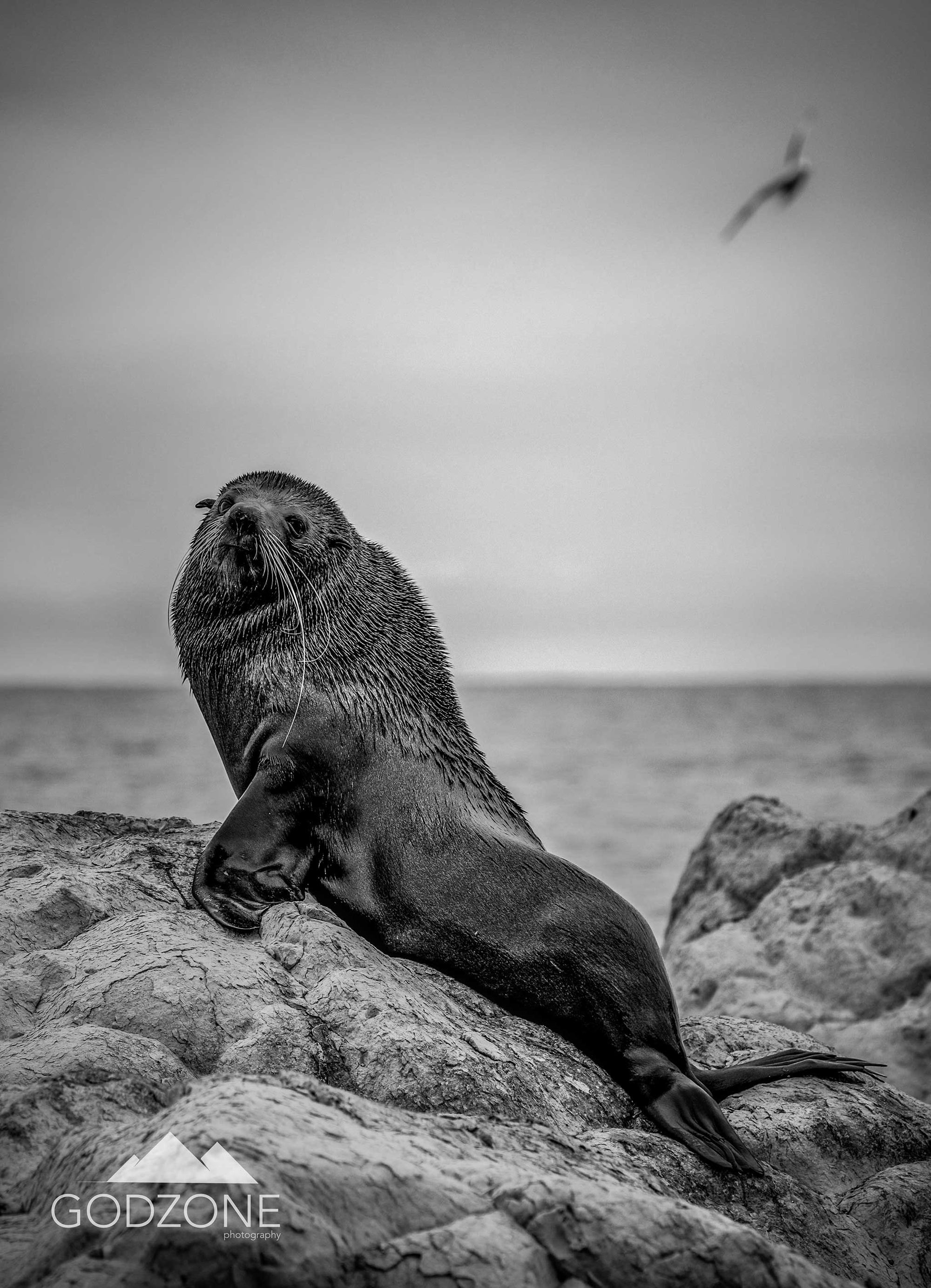 Black and white nature photograph of a seal on a rock, face turned to camera. NZ brilliant capture wildlife photography for sale.