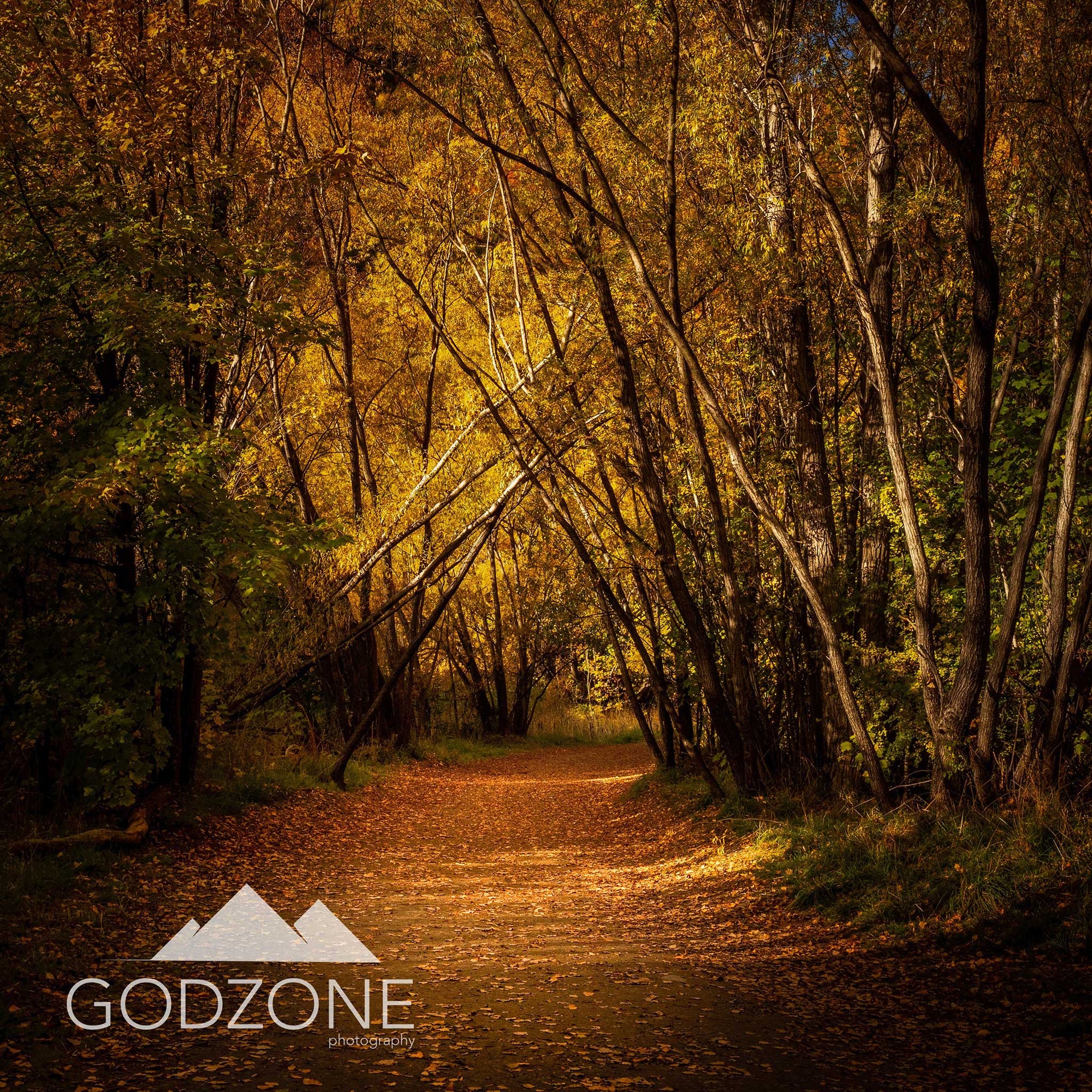 Beautiful Autumn photograph of the Arrowtown River Walk with trees making a natural arch. Golden tones.