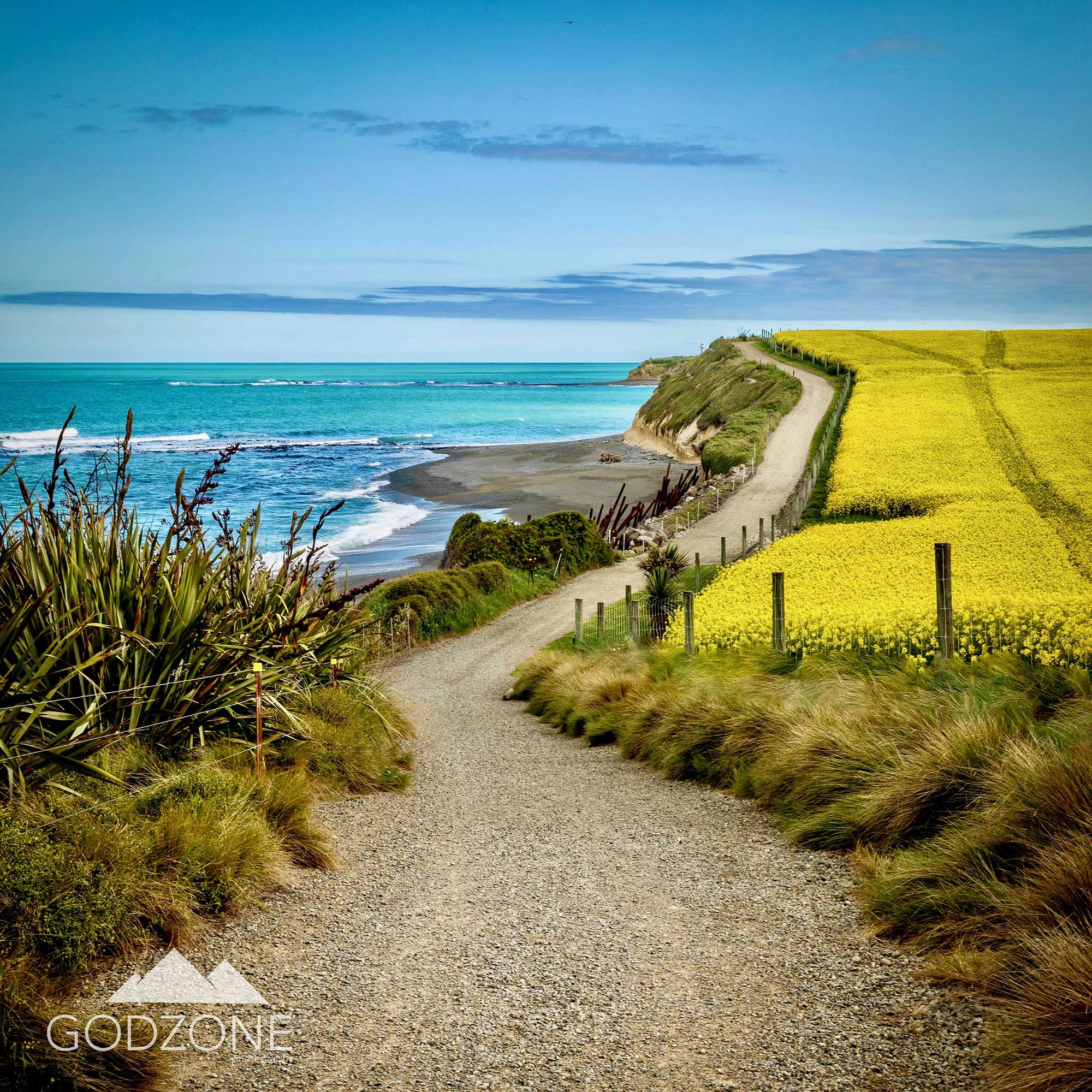 Bright and cheerful square photograph of the path at Jack's or Tuhawaiki Point, Timaru, with canola fields, flax flowers, and turquoise sea water. NZ beach photography.