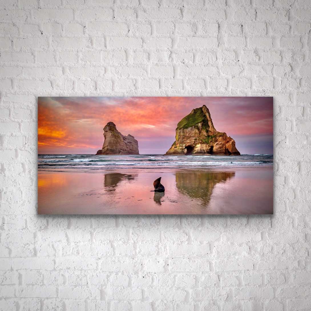 Wharariki beach seal photograph on display, hung on the wall. Interior design wildlife and nature photography.