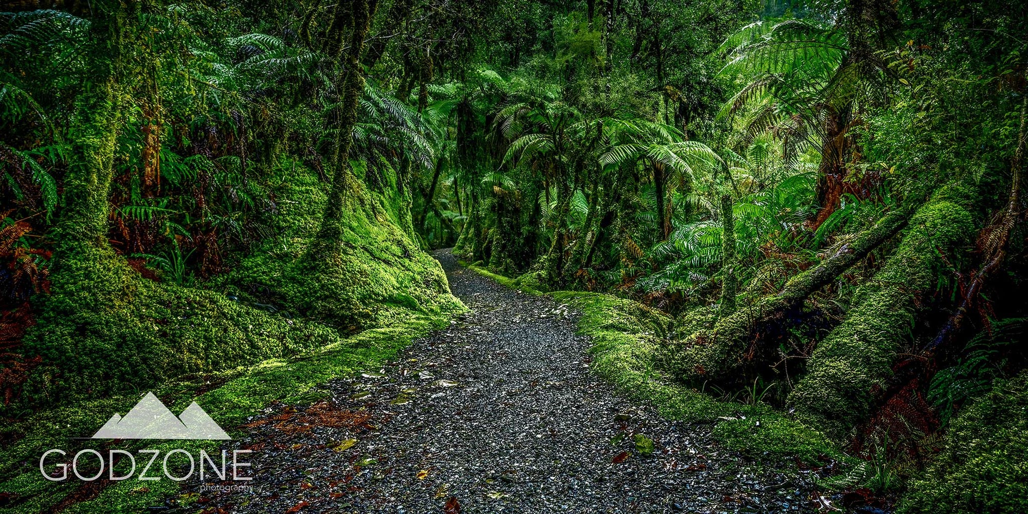 Brilliant green landscape photograph of a track winding through lush and mossy green bush with ferns and glowing natural light. Emerald artwork available now. Lake Matheson, South Island New Zealand.